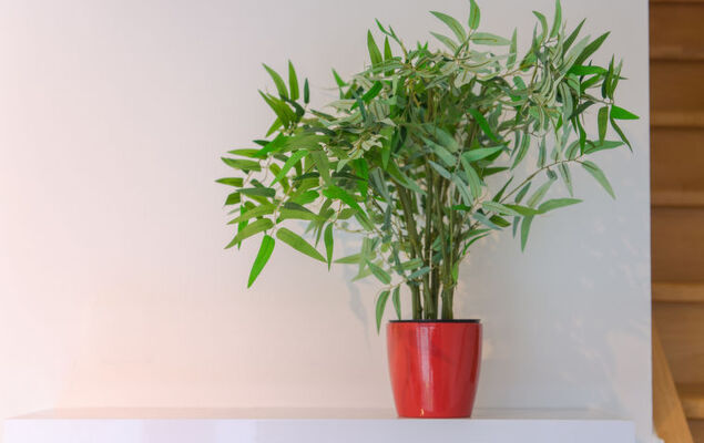 Ter Duinen - Photo 19